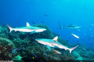 Largest Shark Sanctuary Marshall islands
