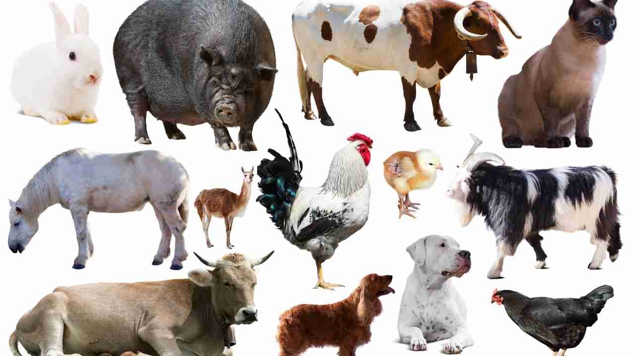 Domestic Animals Name For Class UKG
