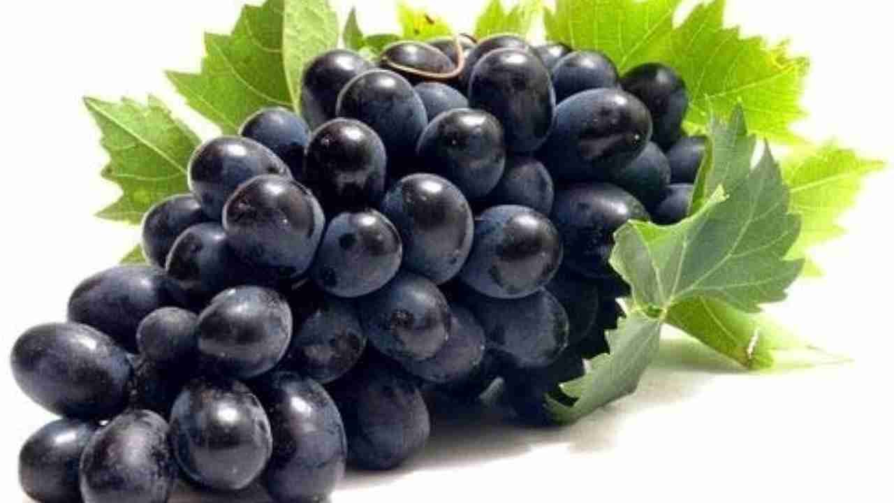 Unveiling the Richness of Black Grapes