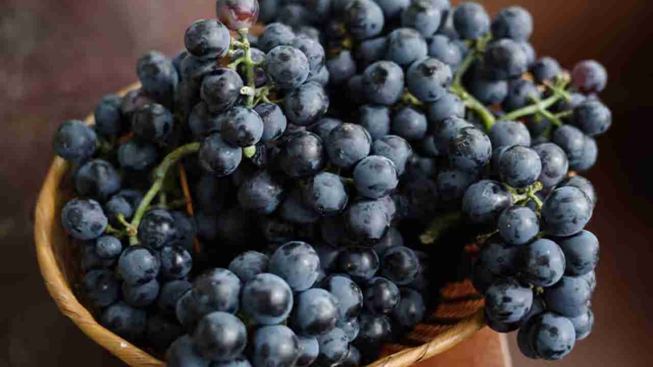 Unveiling the Richness of Black Grapes