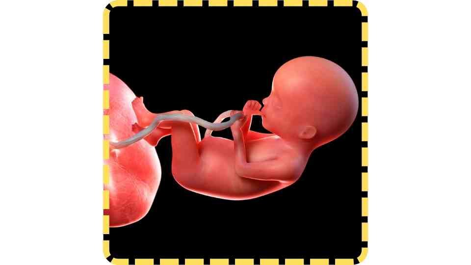 Meaning of "Placenta" in Tamil