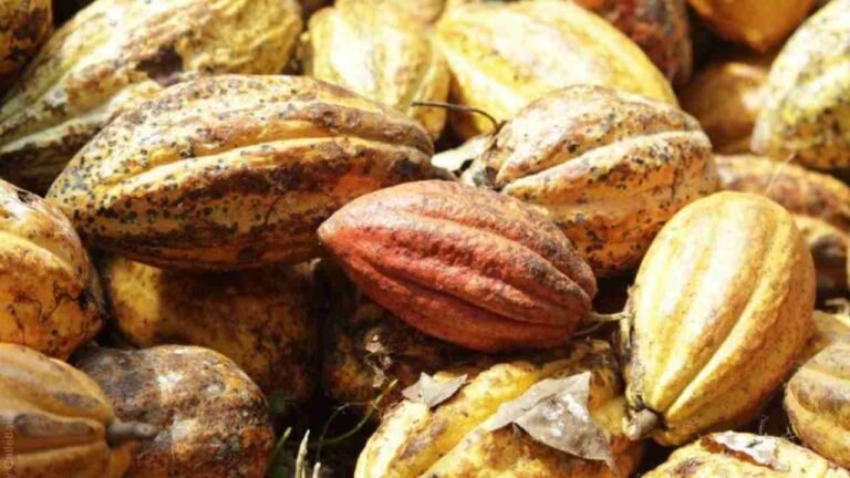 Unveiling the Health Wonders of Theobroma Cacao: Beyond the Temptation of Chocolate