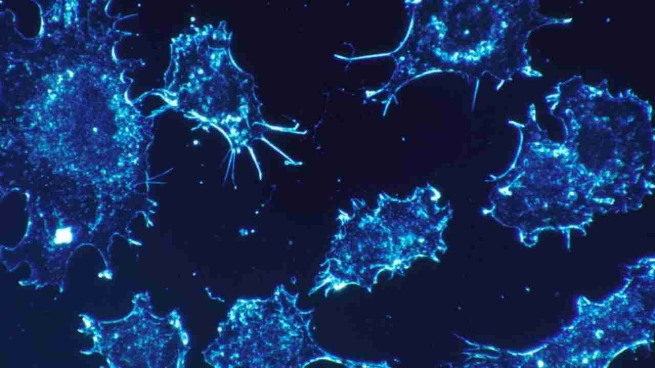 The Hidden Danger: Post-Chemotherapy Cancer Cell Transformation
