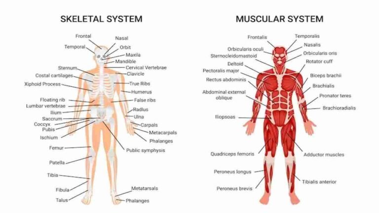 Understanding the Human Body: A Comprehensive Guide to Body Parts