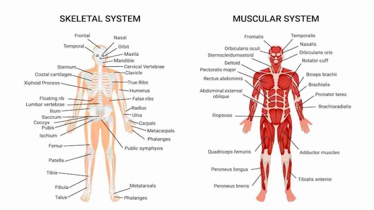 Understanding the Human Body: A Comprehensive Guide to Body Parts