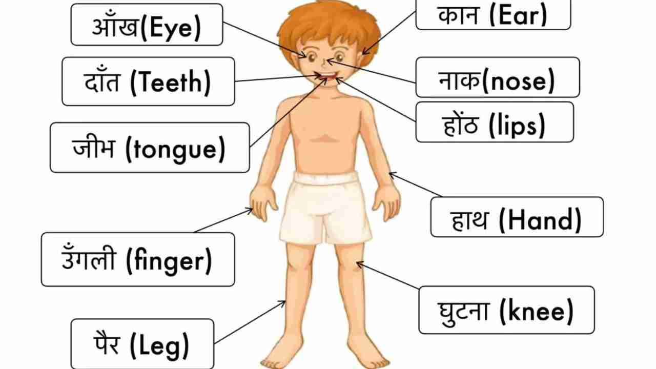 शरीर के अंगों की समझ: हिंदी में व्यापक गाइड