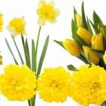 5 Yellow Flowers Popular in the World Flowers Name for LKG UKG General Knowledge Science World Florist