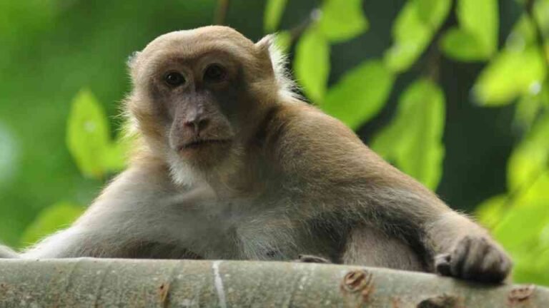 How Many Types of Monkeys Are There in the World?