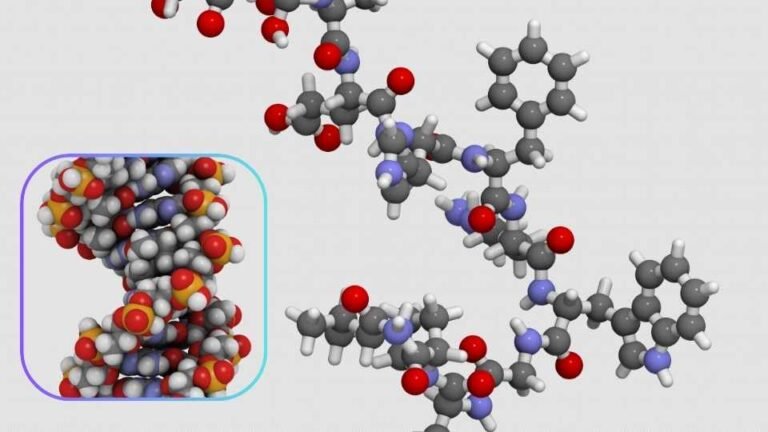 World of Biotech Peptides: The Tiny Molecules with Big Potential