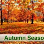 Embracing Autumn: A Season of Change