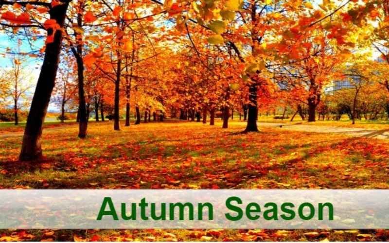 Embracing Autumn: A Season of Change