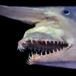 10 Animals with the Scariest and Most Unusual Teeth