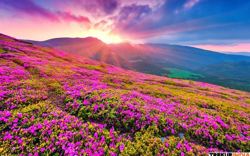 Valley of Flowers Set to Welcome Visitors from June 1: Check How to Reach and More Details