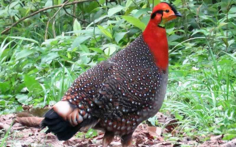 Blyth's Tragopan