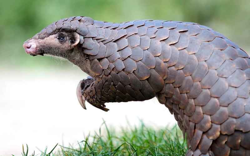 Chinese Pangolin