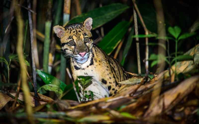 3. Clouded Leopard