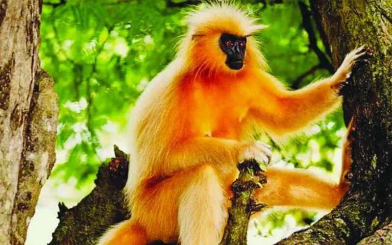 Golden Langur