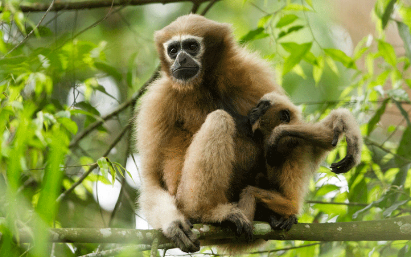 Hoolock Gibbon