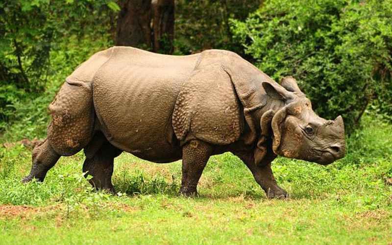 One-horned Rhinoceros