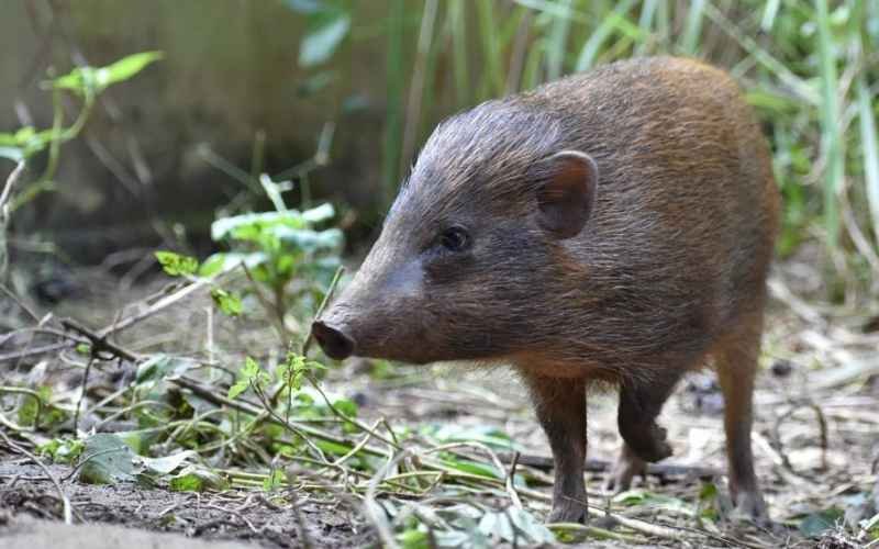 Pygmy Hog