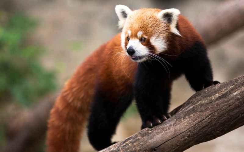 Red Panda