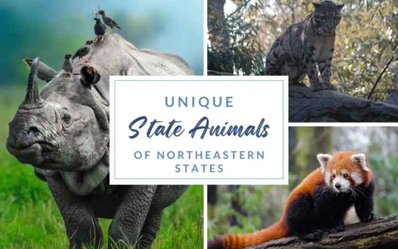 Discovering Northeast India: Top 10 Unique Animals