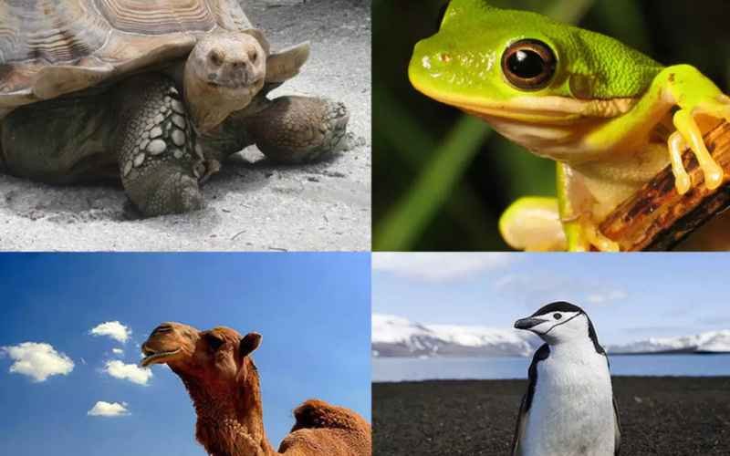 Top 10 Incredible Animals That Can Survive Without Food and Water for Months