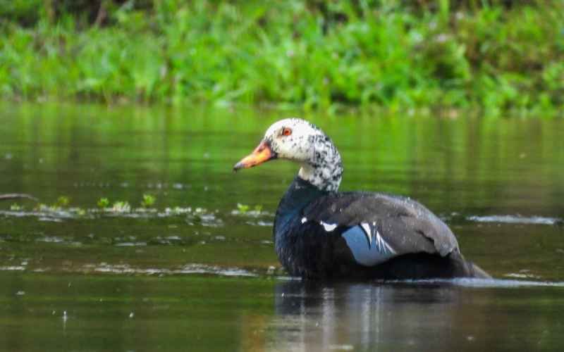 White-winged Wood Duck