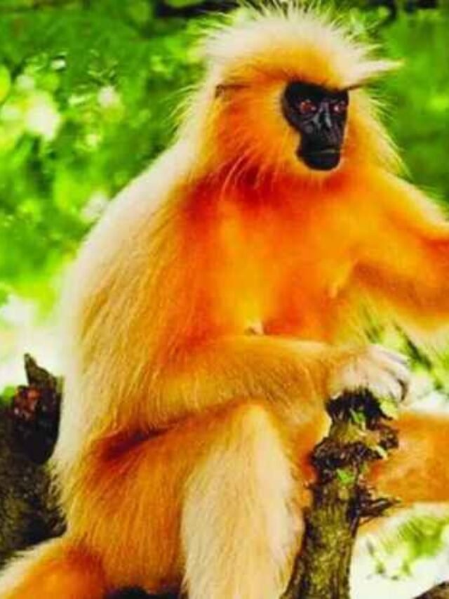 Golden Langur