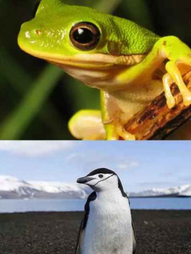 Top 10 Incredible Animals That Can Survive Without Food and Water for Months