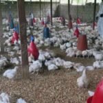 WHO Confirms First Death from Bird Flu in Mexico: Know Symptoms and More About H5N2