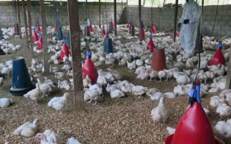 WHO Confirms First Death from Bird Flu in Mexico: Know Symptoms and More About H5N2