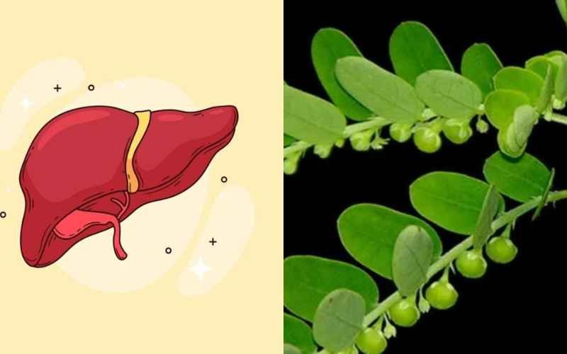 Ayurvedic Remedies for Fatty Liver: Get Rid of Liver Issues with Bhumi Amla