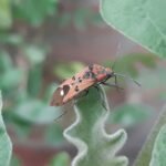 a close up of a bug on a plant