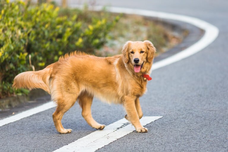 National Golden Retriever Day – Celebrating the World’s Friendliest Dog 🐕🎉