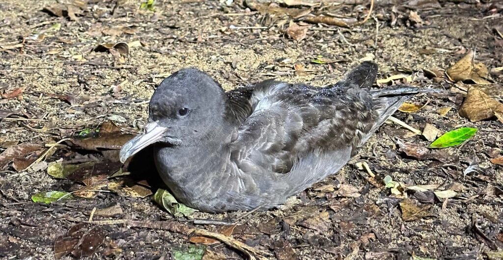 Plastic Pollution Causes Brain Damage in Seabirds