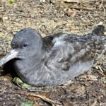 Plastic Pollution Causes Brain Damage in Seabirds