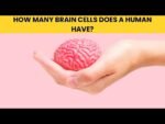 How Many Brain Cells Does a Human Have? A Detailed Breakdown