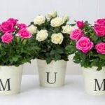 IGP Mother's Day Gifts 